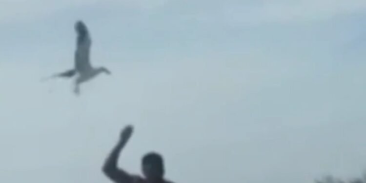 Naldo Benny é notificado após alimentar gaivotas em Cabo Frio; prática é proibida