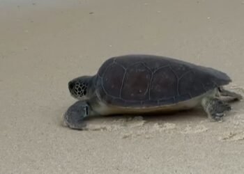 Soltura de tartaruga-verde marca ação ambiental em Saquarema