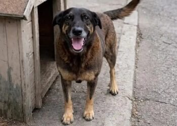 Caso do cachorro Orelha reacende debate sobre redução da maioridade penal