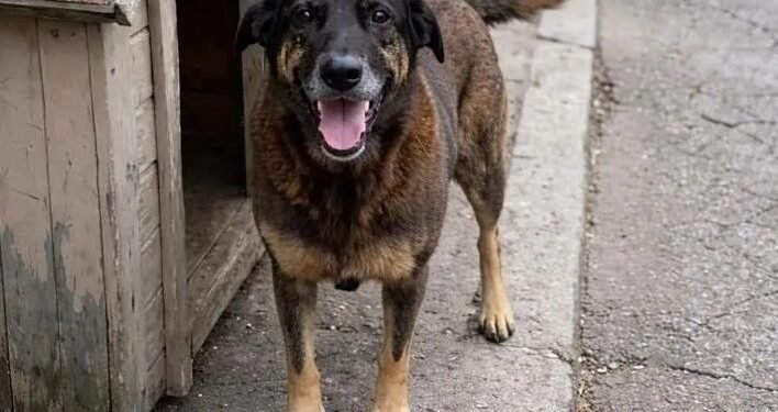 Caso do cachorro Orelha reacende debate sobre redução da maioridade penal