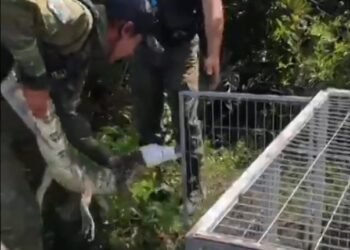 Visitante inesperado: jacaré surge na Lagoa de Araruama, em Arraial do Cabo