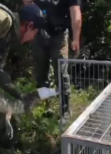 Visitante inesperado: jacaré surge na Lagoa de Araruama, em Arraial do Cabo