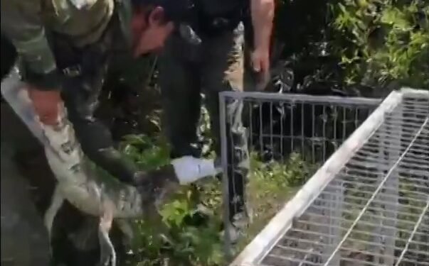 Visitante inesperado: jacaré surge na Lagoa de Araruama, em Arraial do Cabo