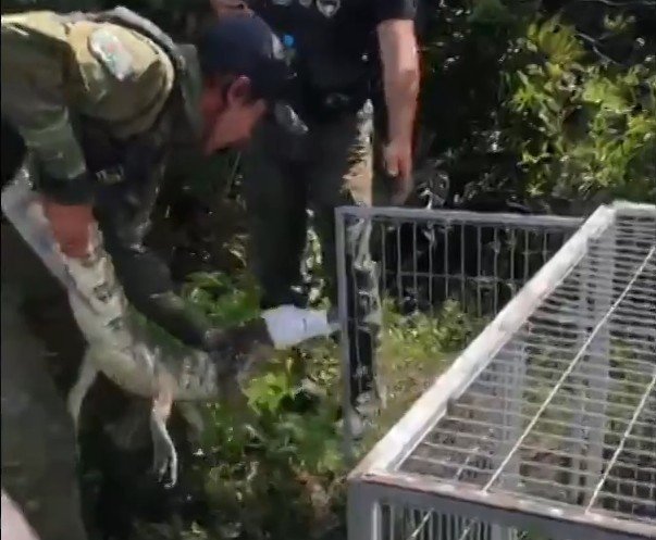 Visitante inesperado: jacaré surge na Lagoa de Araruama, em Arraial do Cabo