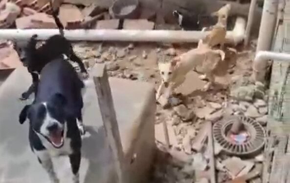 Maus-tratos: mais de 10 animais são resgatados em imóvel na Praia do Forte, em Cabo Frio