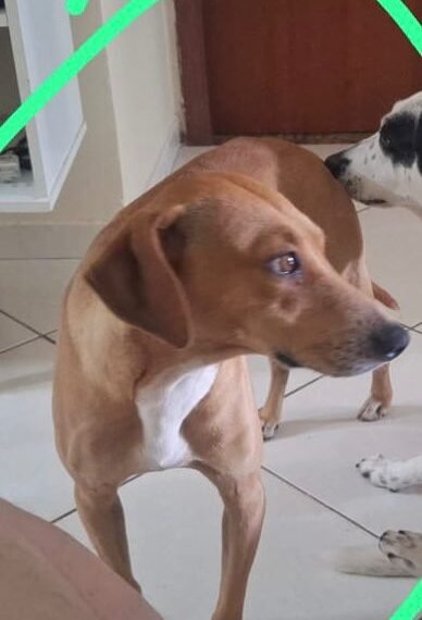 Cadela desaparece após fugir durante chuva em Rio das Ostras; família está desesperada