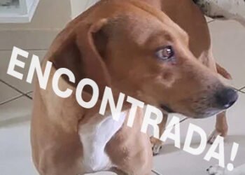 Cadela desaparece após fugir durante chuva em Rio das Ostras; família está desesperada