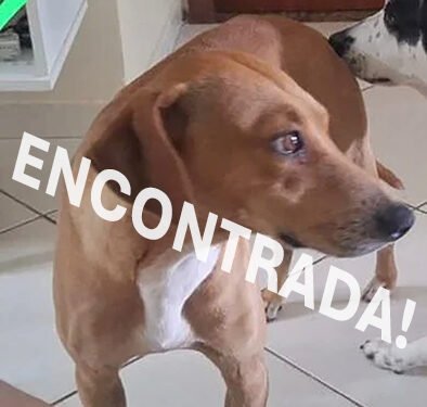 Cadela desaparece após fugir durante chuva em Rio das Ostras; família está desesperada