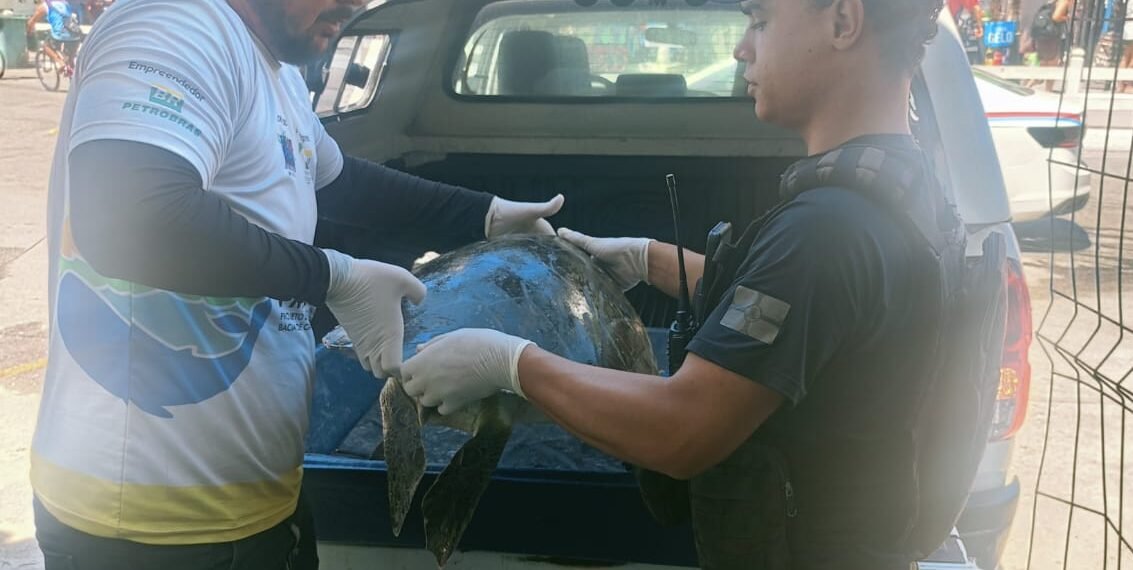 Resgate de tartaruga marinha debilitada é realizado na Prainha, em Arraial do Cabo