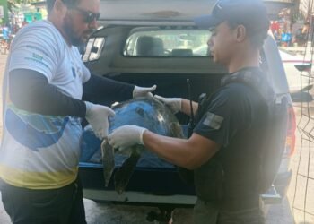 Resgate de tartaruga marinha debilitada é realizado na Prainha, em Arraial do Cabo