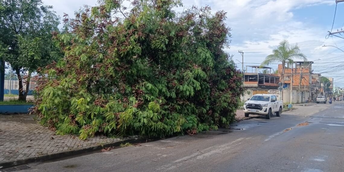 Chuva rápida e rajadas de ventos causam quedas de árvores em Rio das Ostras