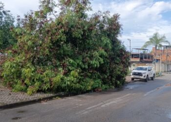 Chuva rápida e rajadas de ventos causam quedas de árvores em Rio das Ostras