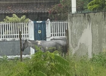 Cavalo é flagrado sob temporal em Barra de São João; dono pode responder por maus-tratos