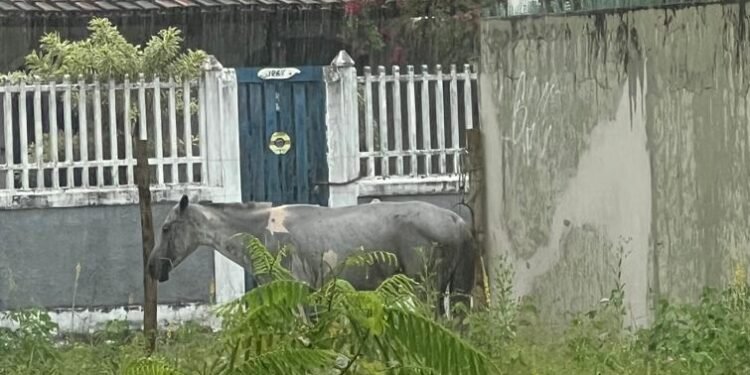 Cavalo é flagrado sob temporal em Barra de São João; dono pode responder por maus-tratos
