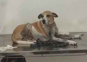 Cão é encontrado morto com ferimentos no pescoço em Saquarema; caso é investigado