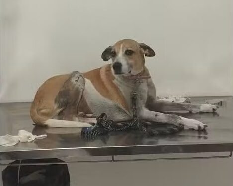 Cão é encontrado morto com ferimentos no pescoço em Saquarema; caso é investigado