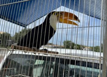 Denúncia leva à apreensão de aves silvestres em Rio das Ostras