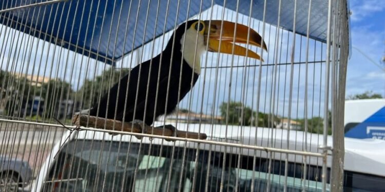 Denúncia leva à apreensão de aves silvestres em Rio das Ostras