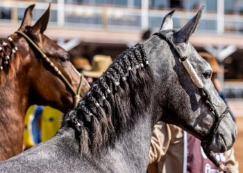Macaé recebe Exposição Nacional do Mangalarga Marchador a partir de segunda-feira (16); confira a programação