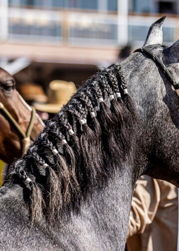 Macaé recebe Exposição Nacional do Mangalarga Marchador a partir de segunda-feira (16); confira a programação