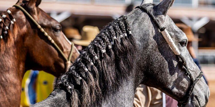 Macaé recebe Exposição Nacional do Mangalarga Marchador a partir de segunda-feira (16); confira a programação
