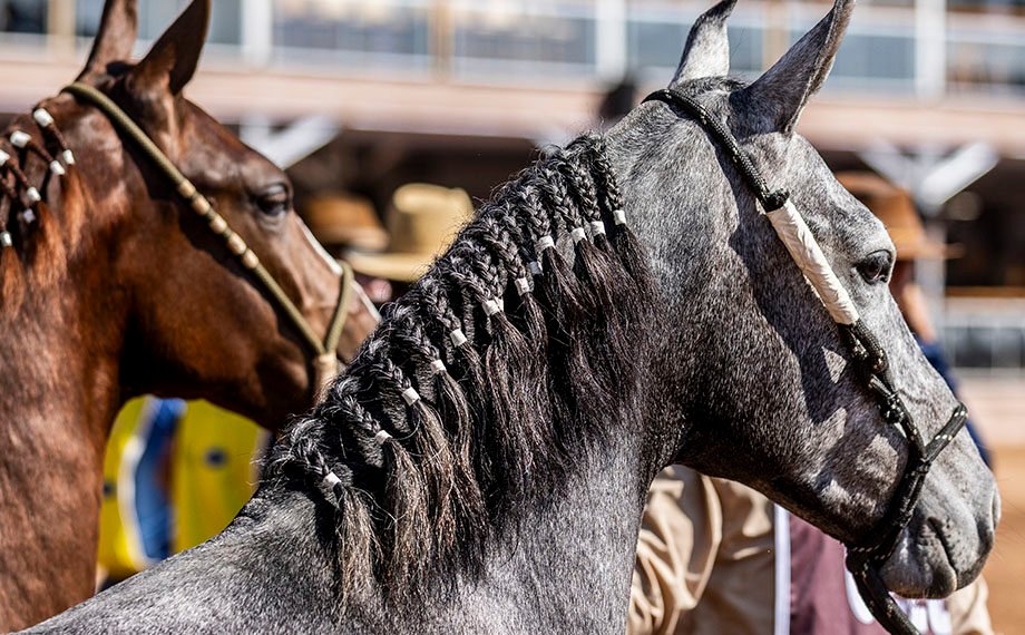 Macaé recebe Exposição Nacional do Mangalarga Marchador a partir de segunda-feira (16); confira a programação