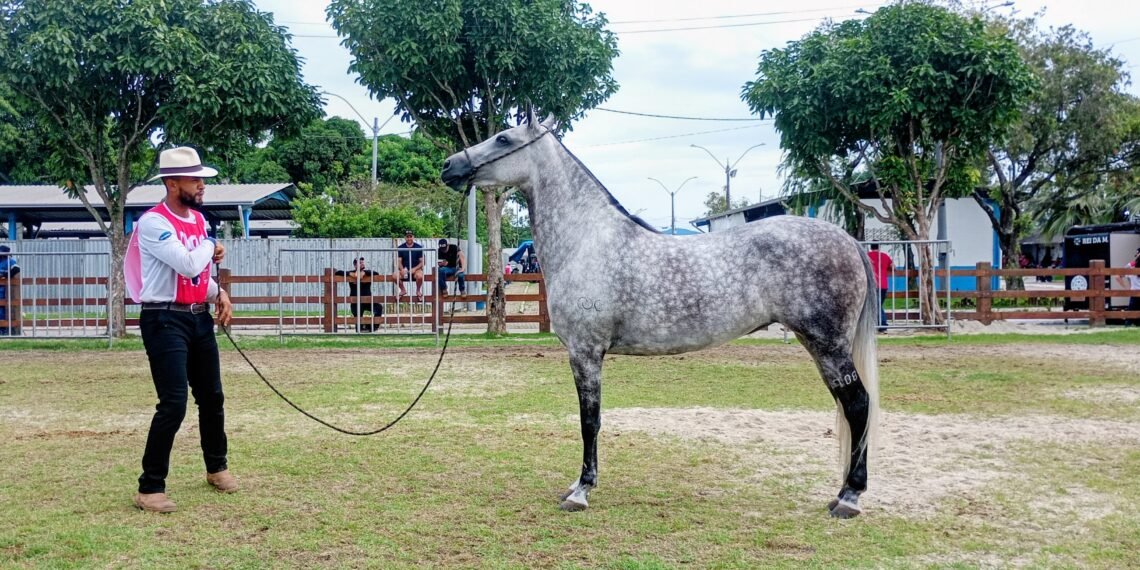 Exposição do Mangalarga Marchador chega à grande final em Macaé