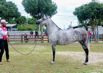 Exposição do Mangalarga Marchador chega à grande final em Macaé