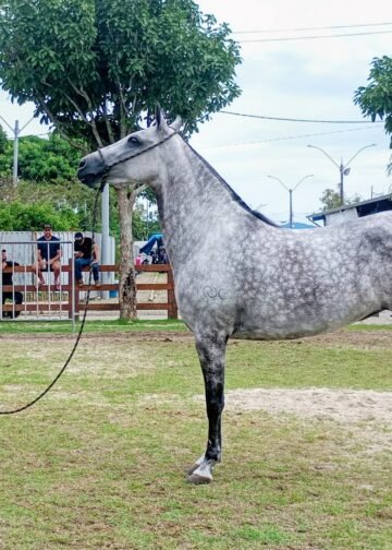 Exposição do Mangalarga Marchador chega à grande final em Macaé