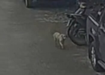 Polícia investiga crime bárbaro contra cadelinha comunitária em Iguaba Grande