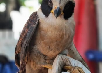 Gavião-sorridente ferido é resgatado após ser encontrado caído em Cabo Frio