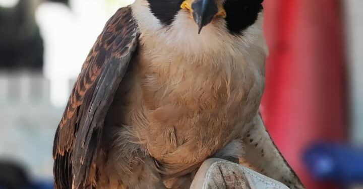 Gavião-sorridente ferido é resgatado após ser encontrado caído em Cabo Frio