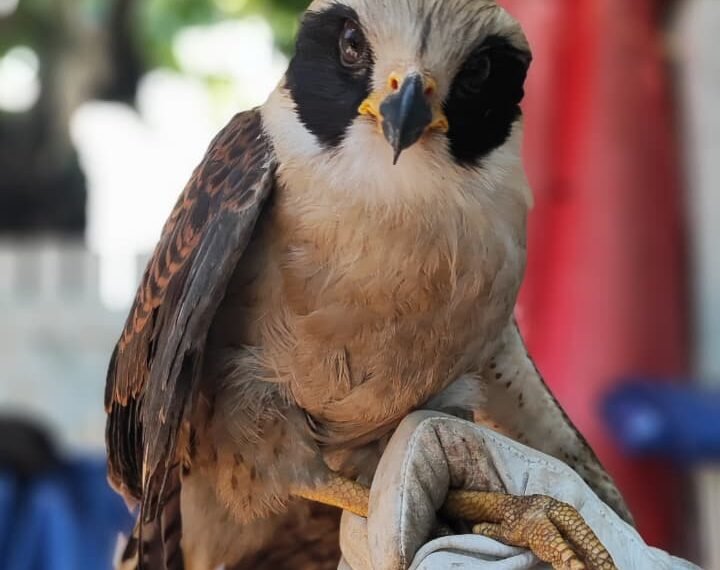 Gavião-sorridente ferido é resgatado após ser encontrado caído em Cabo Frio