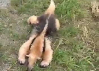 Tamanduá-mirim é encontrado morto às margens de rodovia em Arraial do Cabo