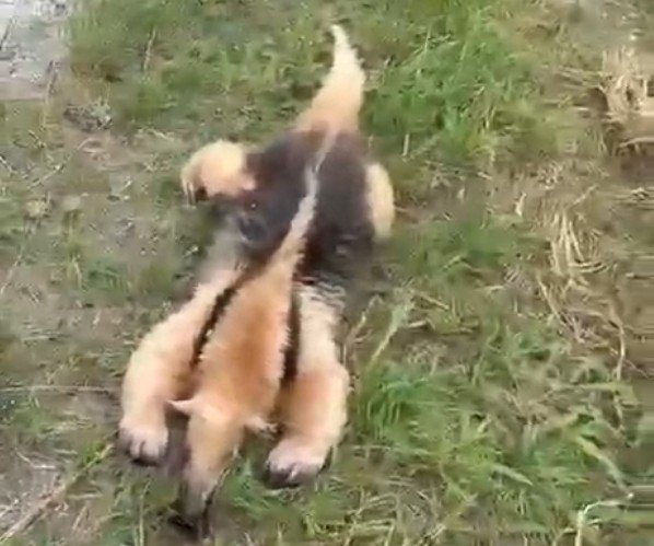 Tamanduá-mirim é encontrado morto às margens de rodovia em Arraial do Cabo