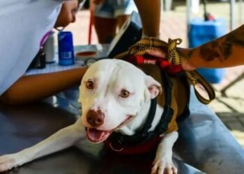 Castração gratuita para cães e gatos começa em Tamoios, Cabo Frio; veja detalhes