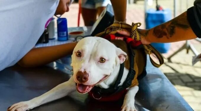 Castração gratuita para cães e gatos começa em Tamoios, Cabo Frio; veja detalhes