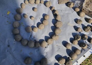 Estudantes usam “bombas” para recuperar restinga em Arraial do Cabo