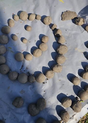 Estudantes usam “bombas” para recuperar restinga em Arraial do Cabo