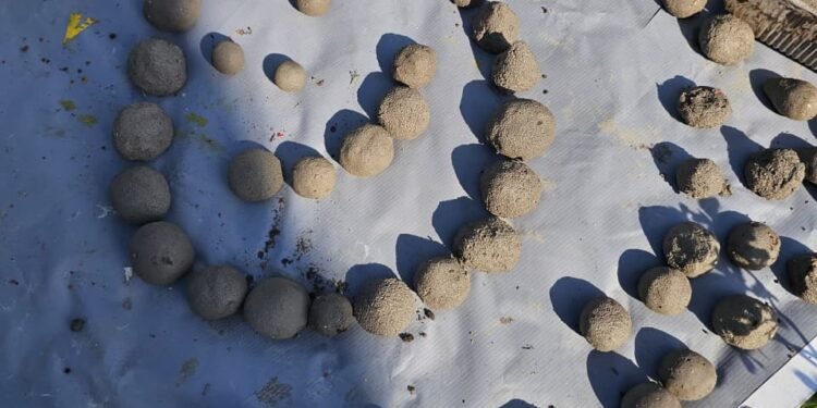 Estudantes usam “bombas” para recuperar restinga em Arraial do Cabo