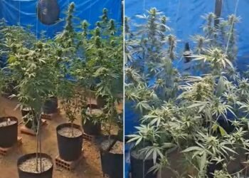 Plantação de maconha é descoberta pela PM em Búzios