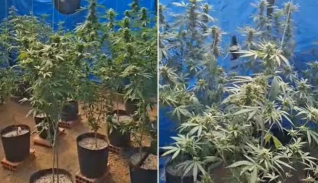Plantação de maconha é descoberta pela PM em Búzios