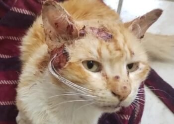 Veterinários passam a notificar esporotricose de forma digital em Rio das Ostras