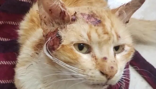 Veterinários passam a notificar esporotricose de forma digital em Rio das Ostras