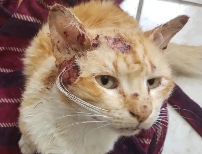 Veterinários passam a notificar esporotricose de forma digital em Rio das Ostras