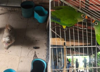 Denúncia leva à apreensão de animais em Tamoios, distrito de Cabo Frio