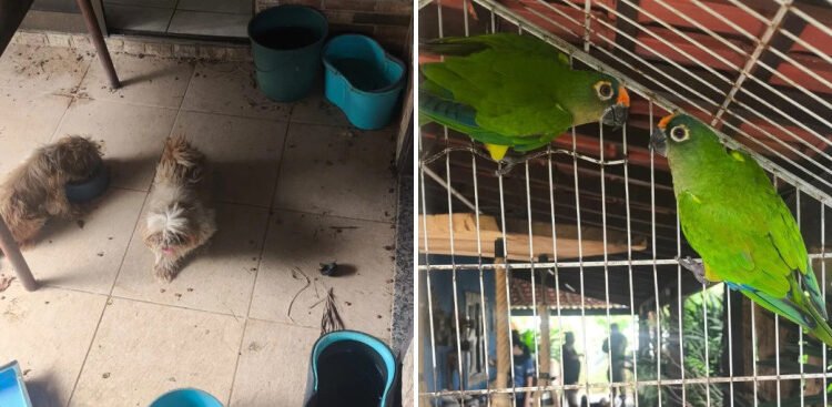 Denúncia leva à apreensão de animais em Tamoios, distrito de Cabo Frio