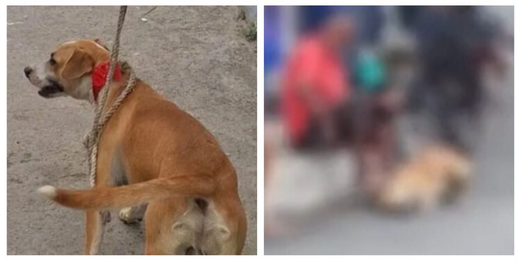 Cachorro é resgatado após denúncia de maus-tratos em Cabo Frio