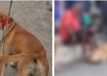 Cachorro é resgatado após denúncia de maus-tratos em Cabo Frio