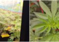 Plantação de maconha é descoberta em Tamoios, distrito de Cabo Frio